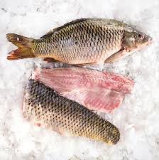 Carp Fish